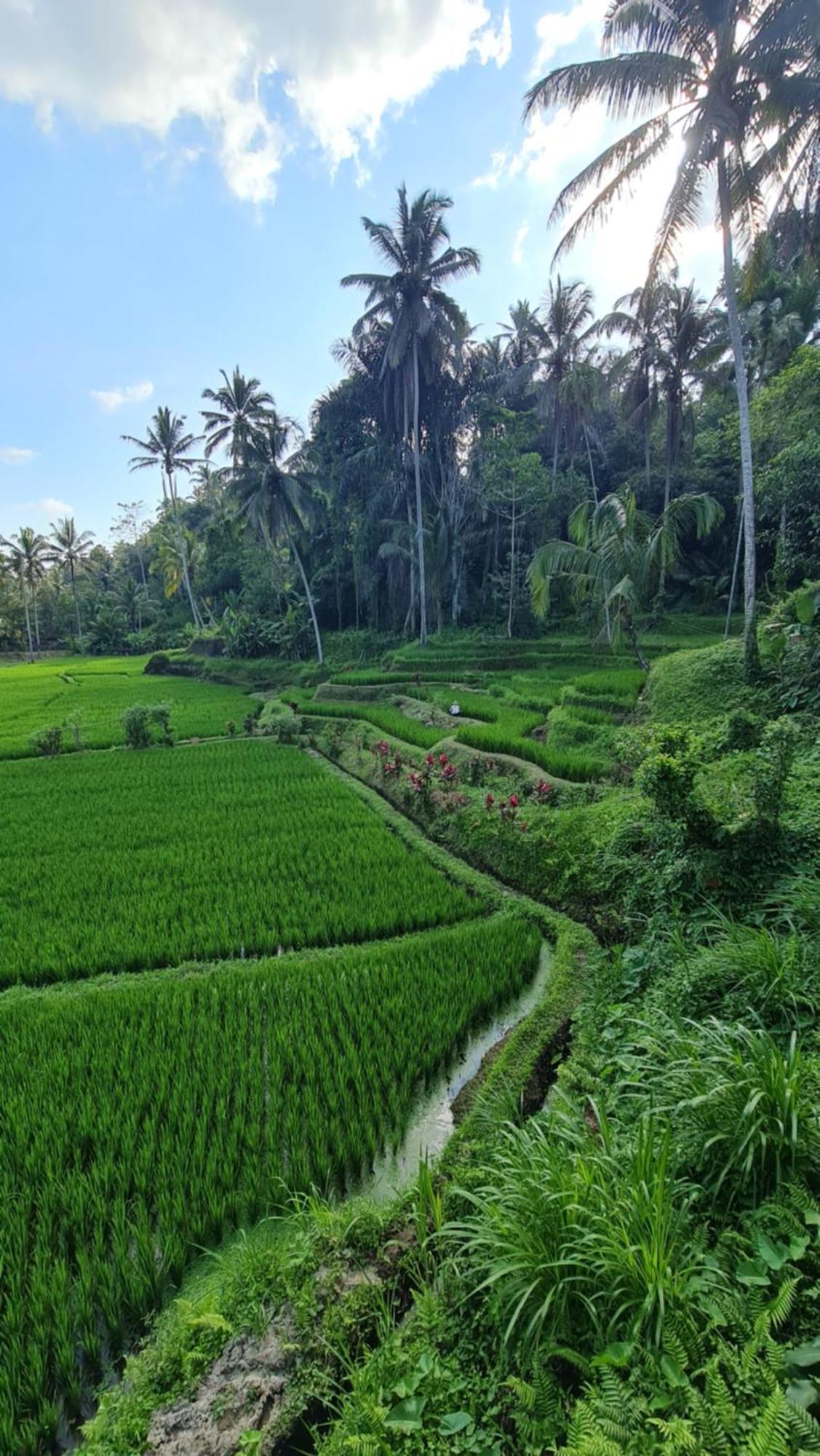Tirta Sari Villa Tampaksiring Kültér fotó